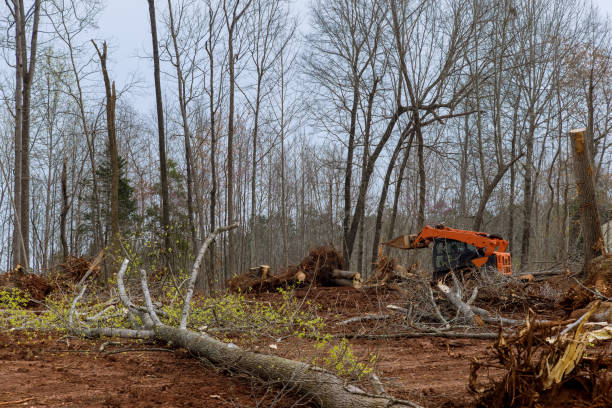 Best Emergency Tree Removal  in Mans, CO