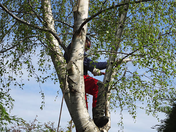 How Our Tree Care Process Works  in  Mancos, CO